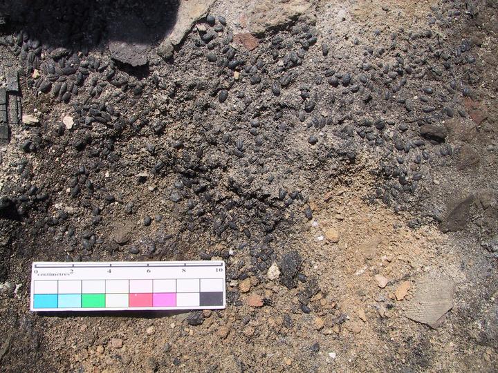 Carbonized Grain